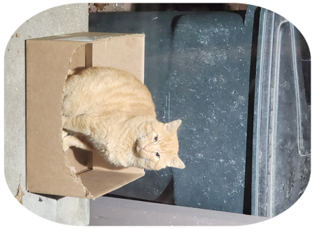 Orange tabby in box