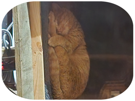 orange tabby sleeping