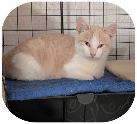 Buff and white kitten