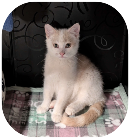 Buff and white kitten