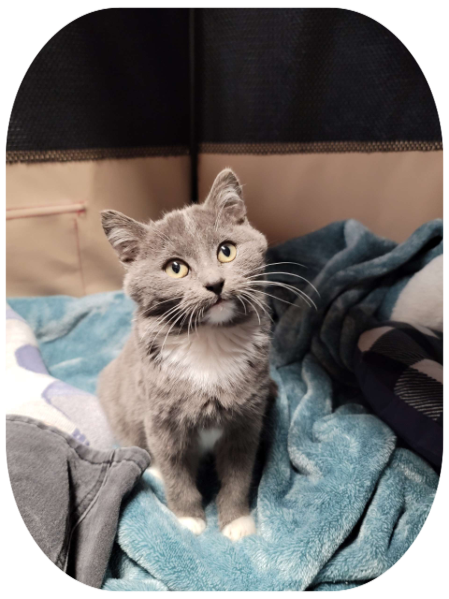Grey and white kitten